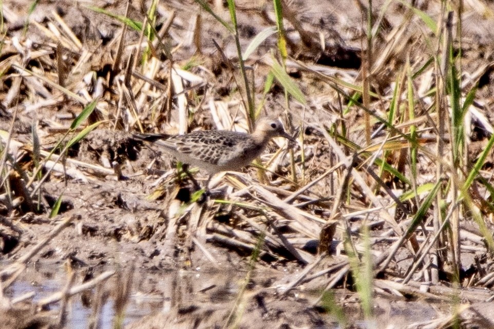 Grasläufer - ML642064938