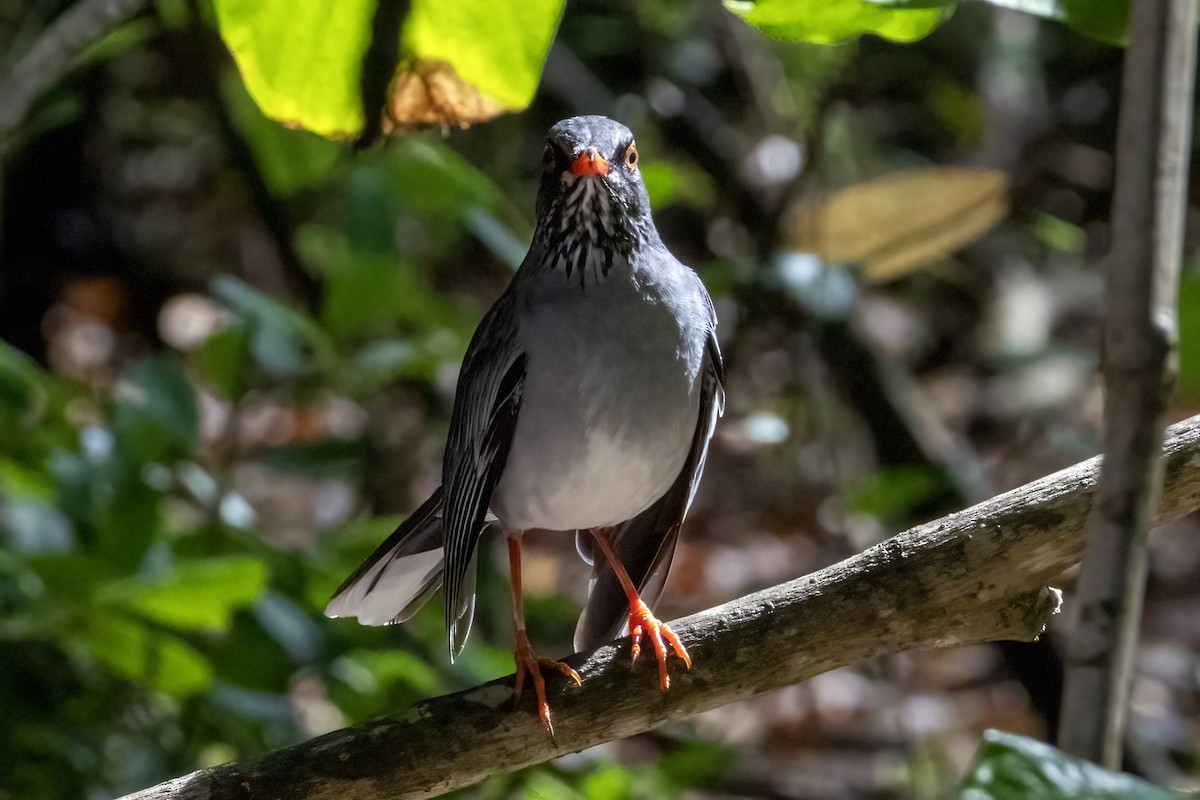 Rotfußdrossel (ardosiaceus/albiventris) - ML642064946