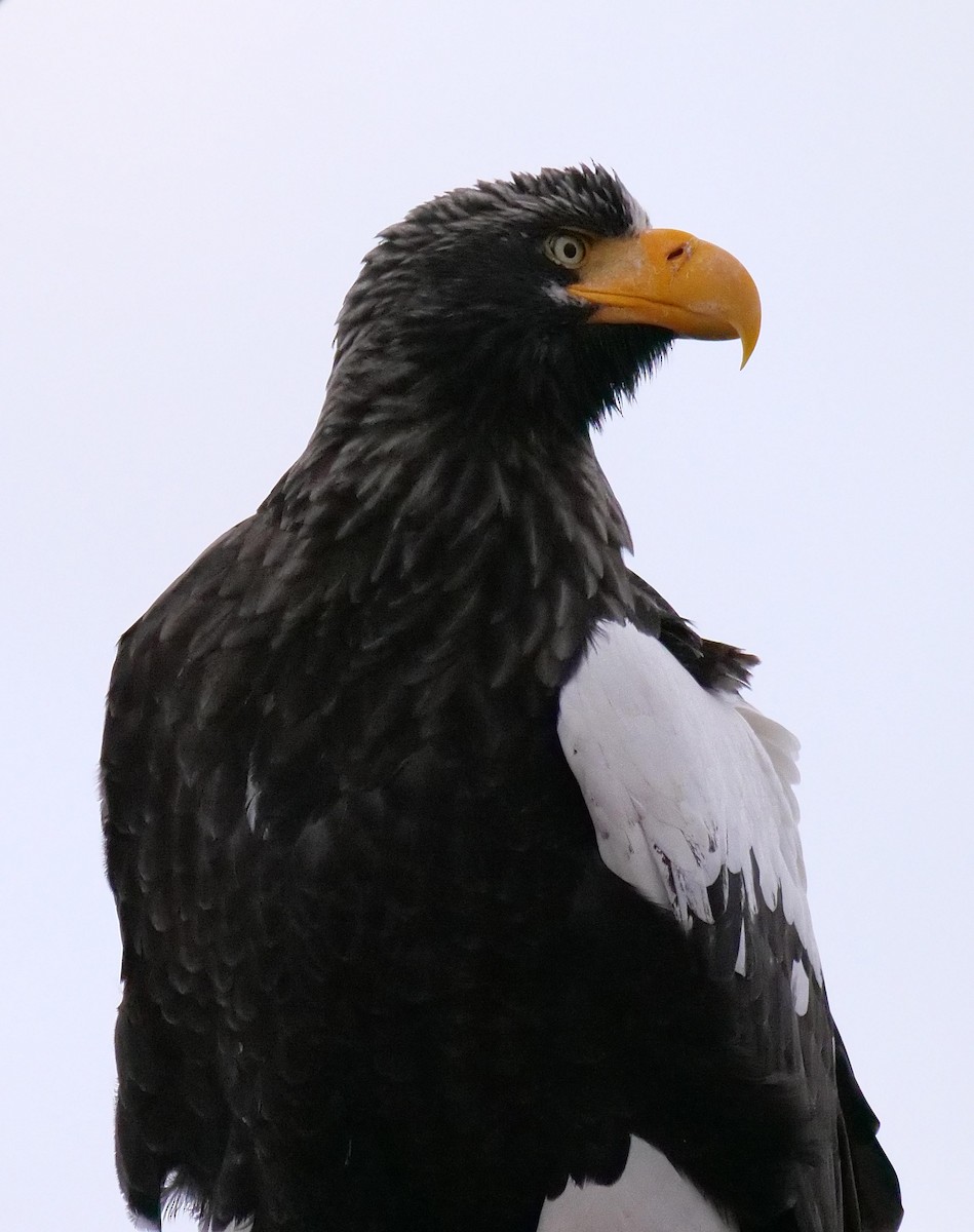 Riesenseeadler - ML642064948