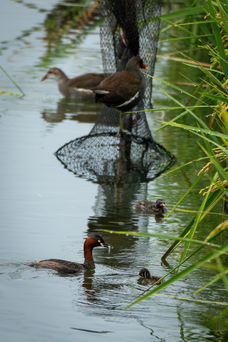 Little Grebe - ML642064953