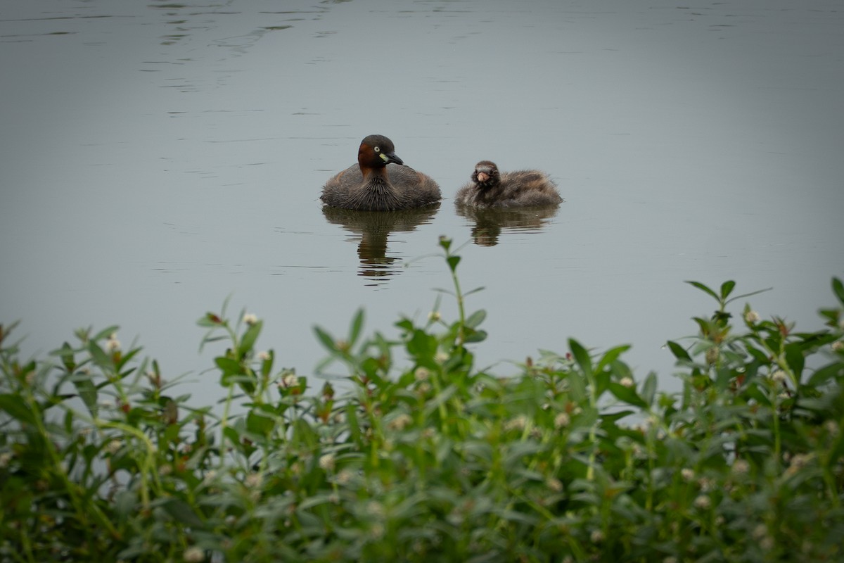 Little Grebe - ML642064956