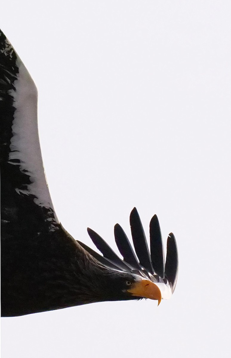 Riesenseeadler - ML642064957