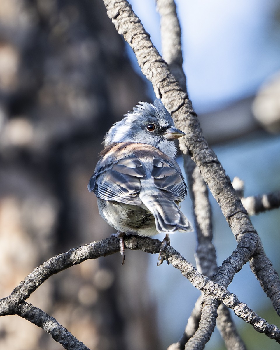 Winterammer - ML642064960