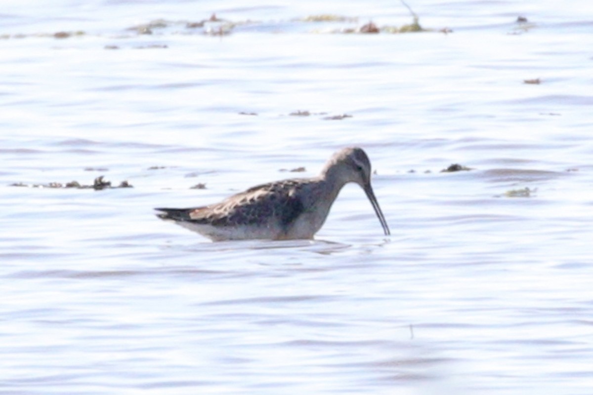 Stilt Sandpiper - ML642064961