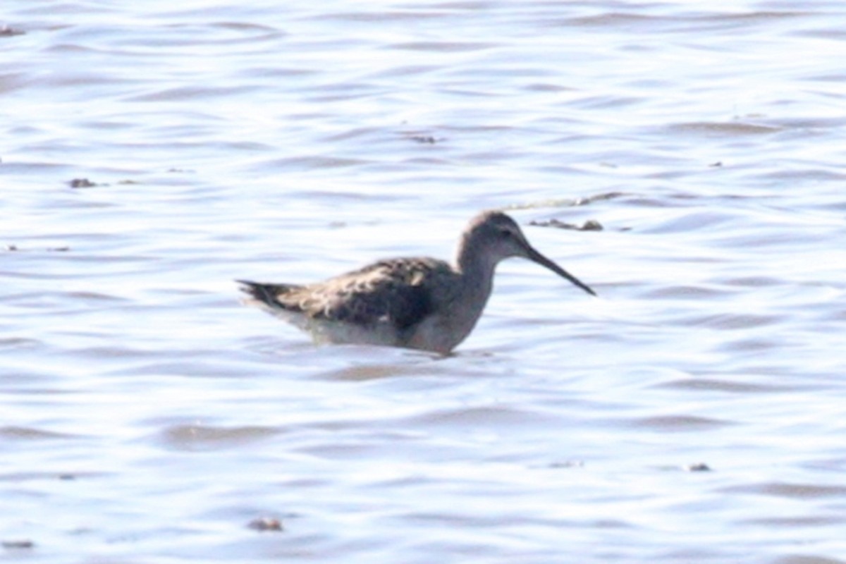Stilt Sandpiper - ML642064963