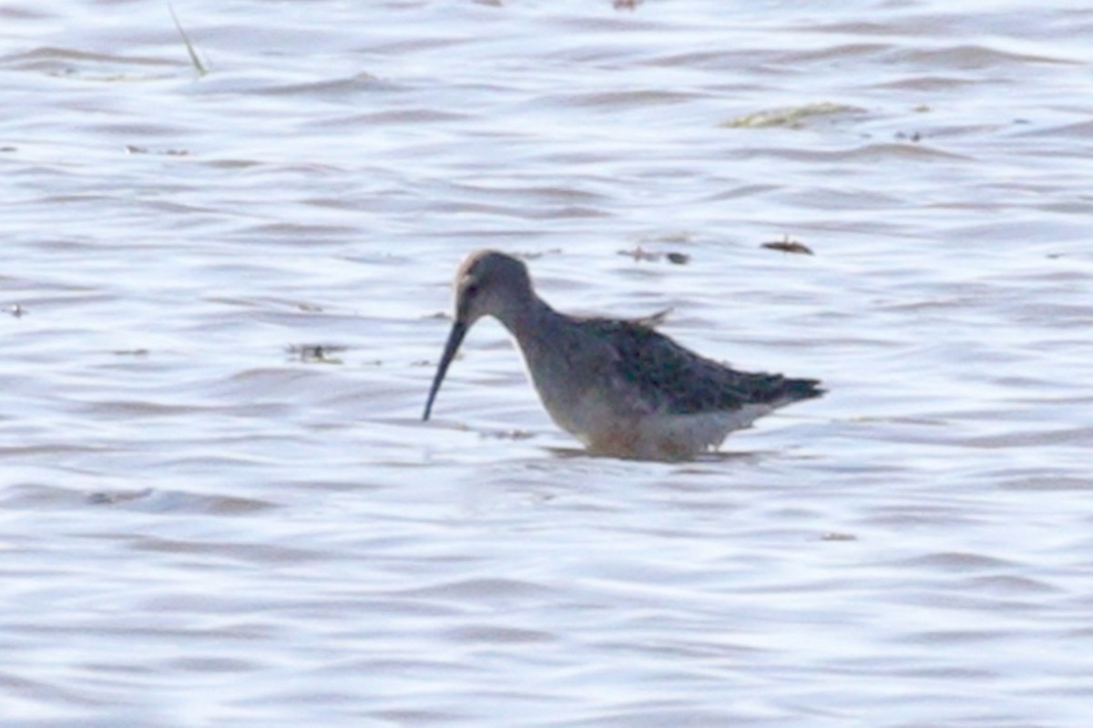Stilt Sandpiper - ML642064964