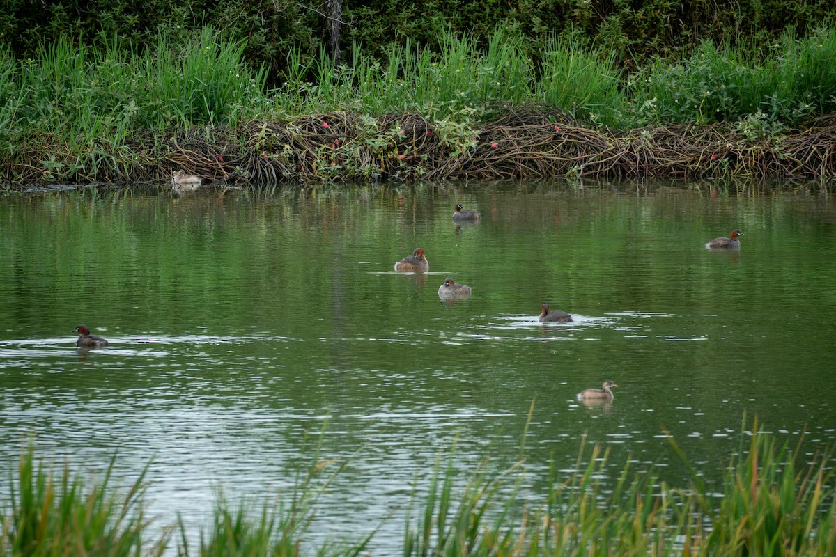 Little Grebe - ML642064977