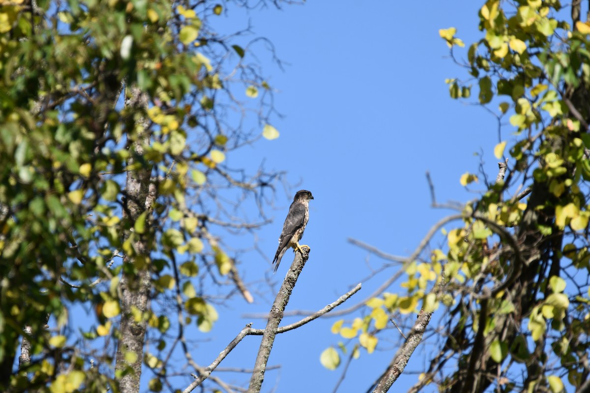 Merlin - ML642064981