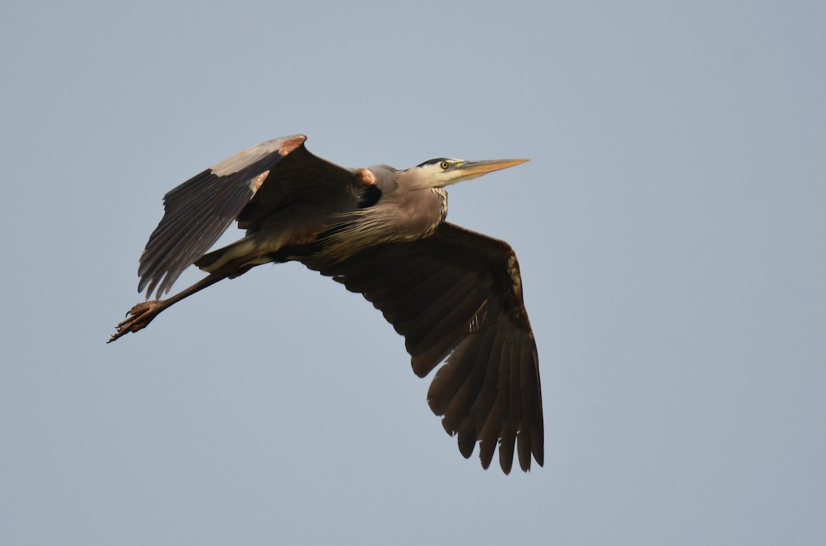 Great Blue Heron - ML642064989