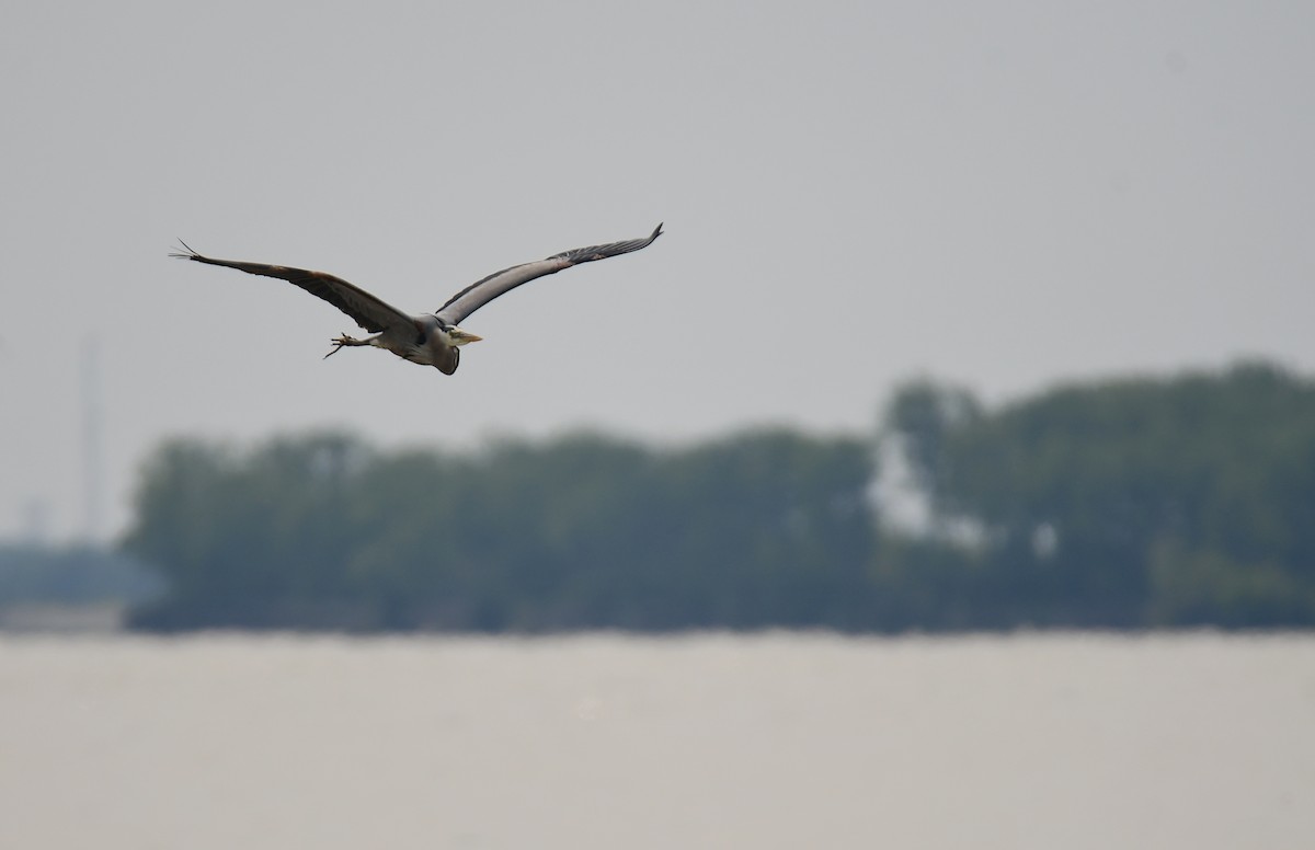 Great Blue Heron - ML642064990