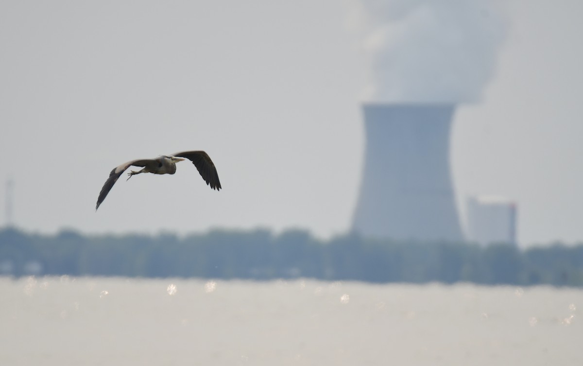 Great Blue Heron - ML642064991