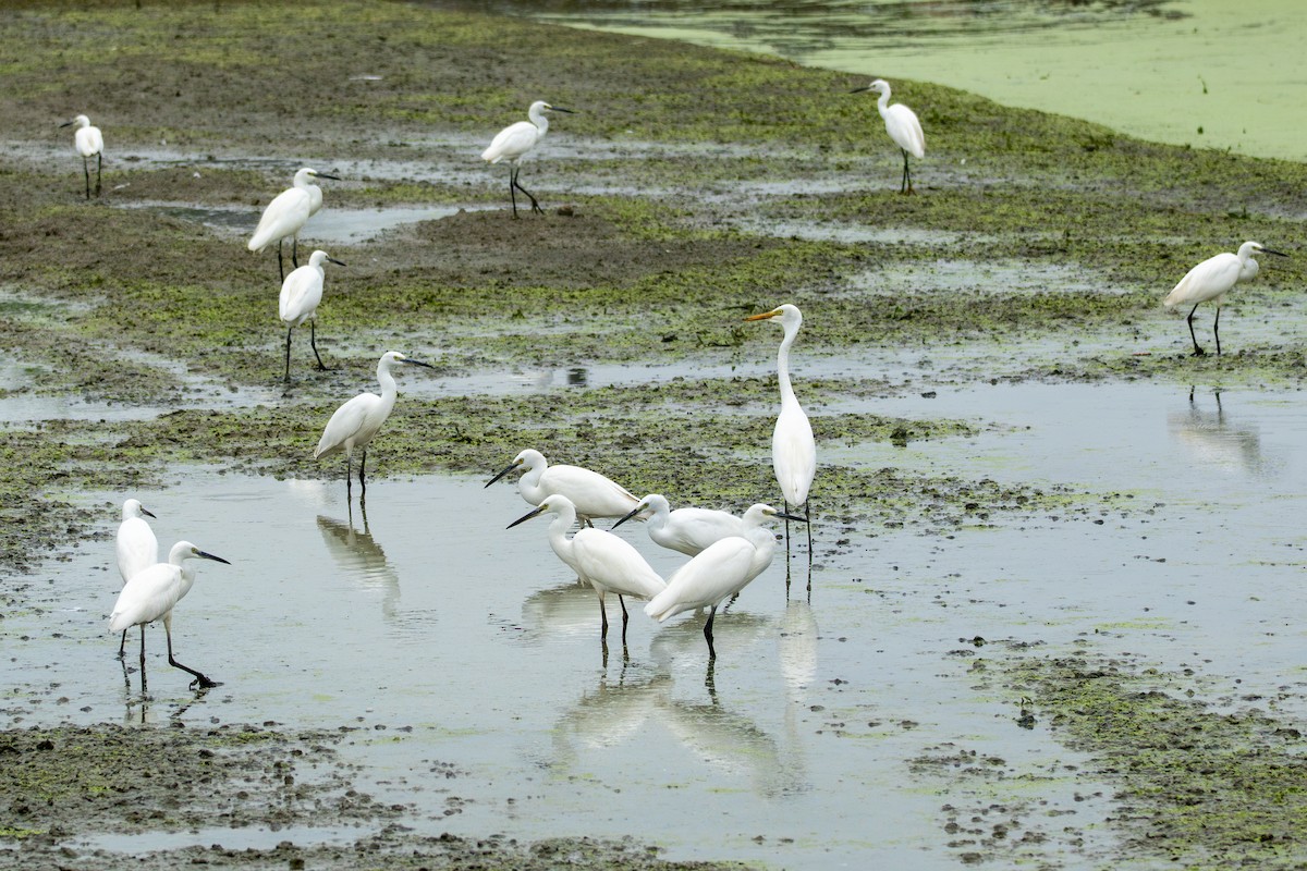 Little Egret - ML642065014