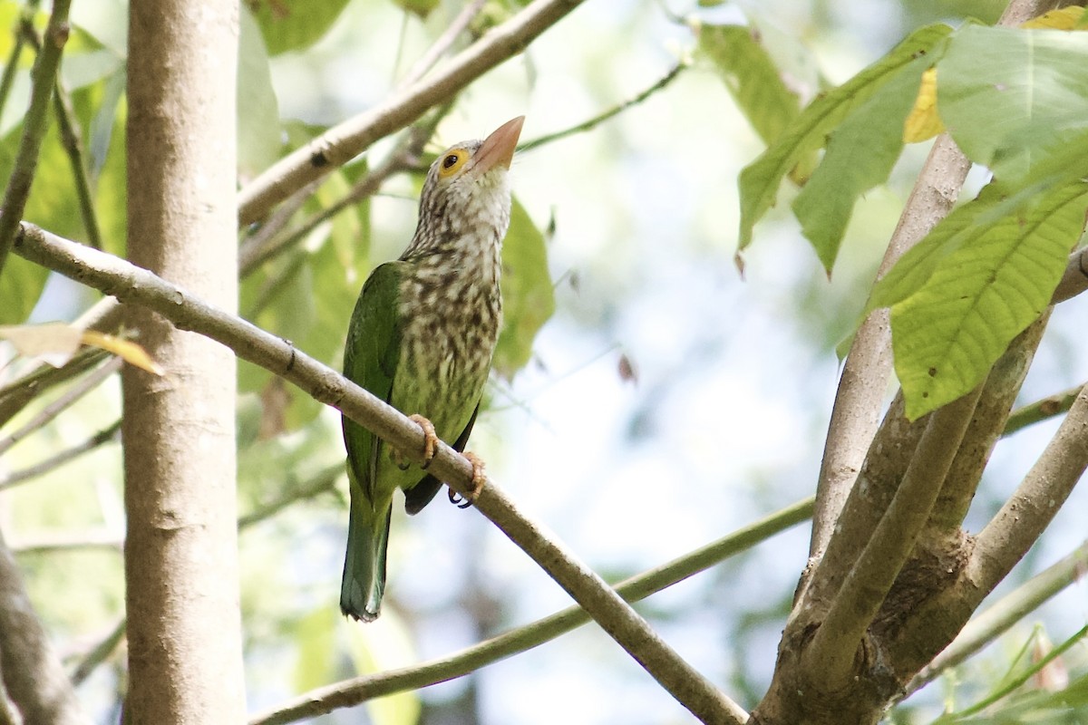 Lineated Barbet - ML642065021