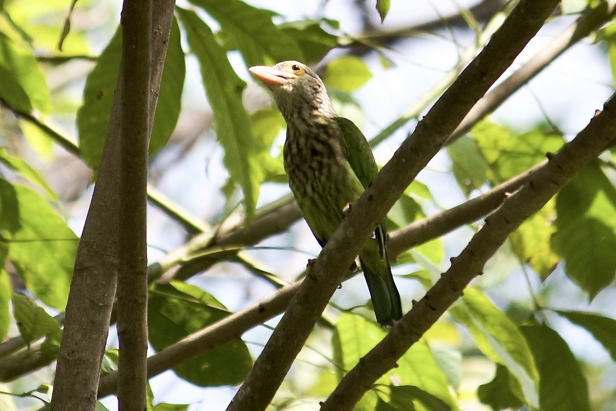 Lineated Barbet - ML642065022