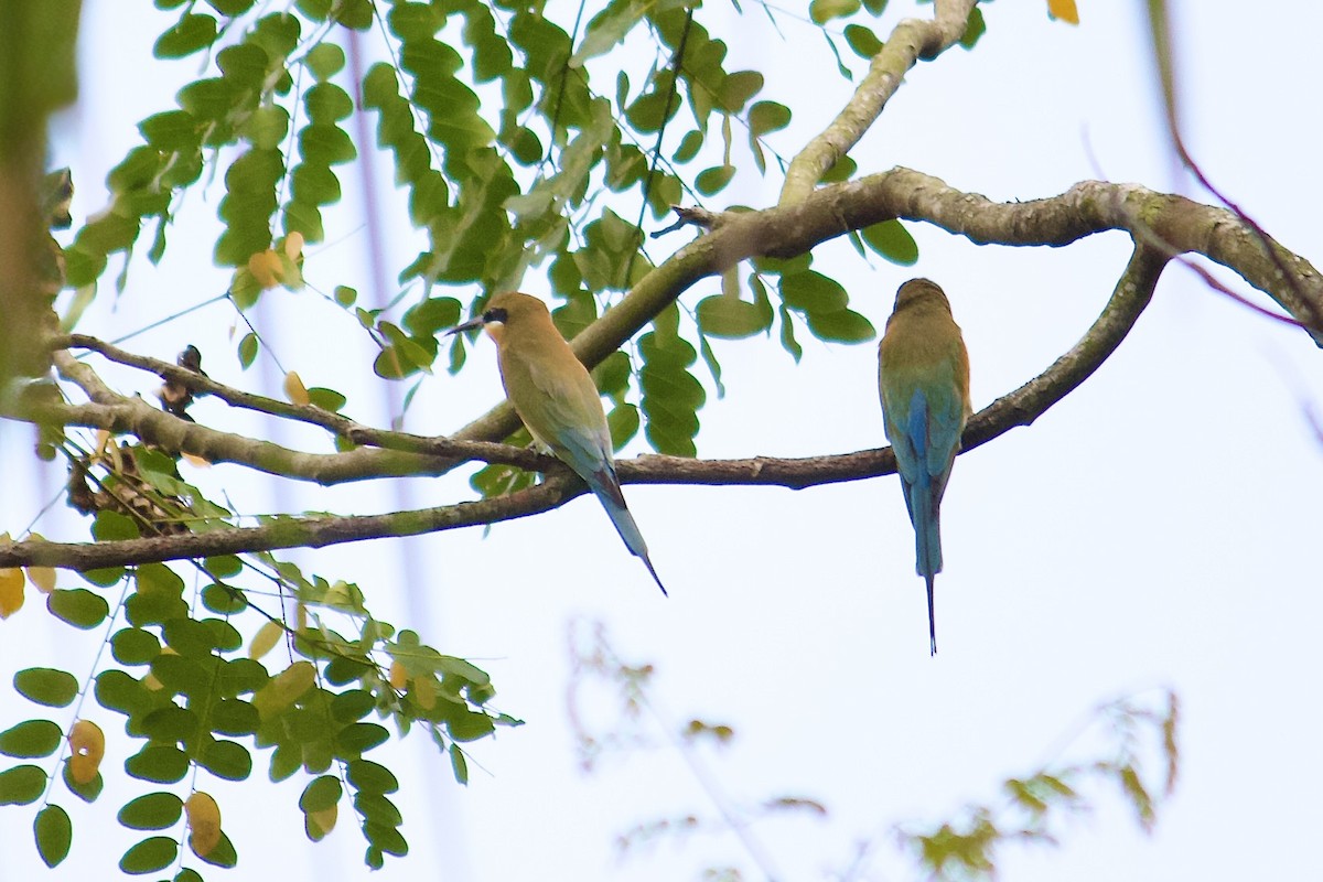 Blue-tailed Bee-eater - ML642065046