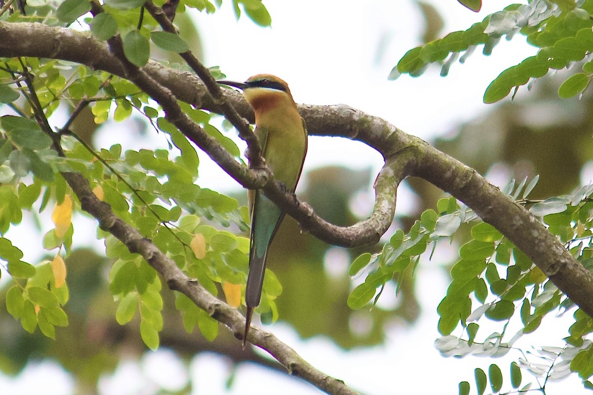 Blue-tailed Bee-eater - ML642065047