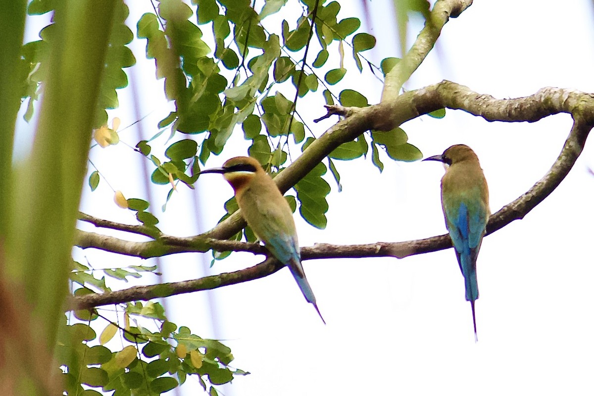 Blue-tailed Bee-eater - ML642065048