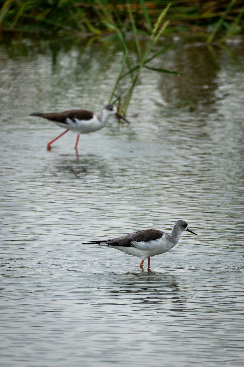 Black-winged Stilt - ML642065055