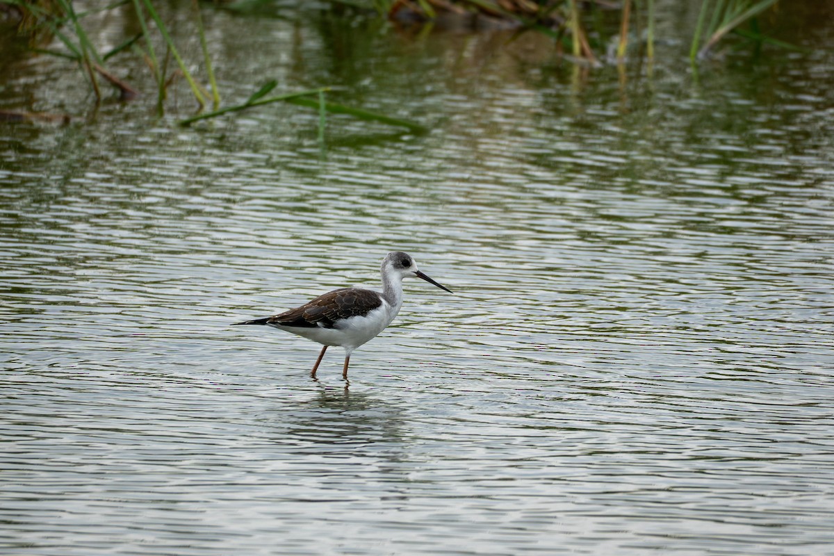 Stelzenläufer - ML642065057