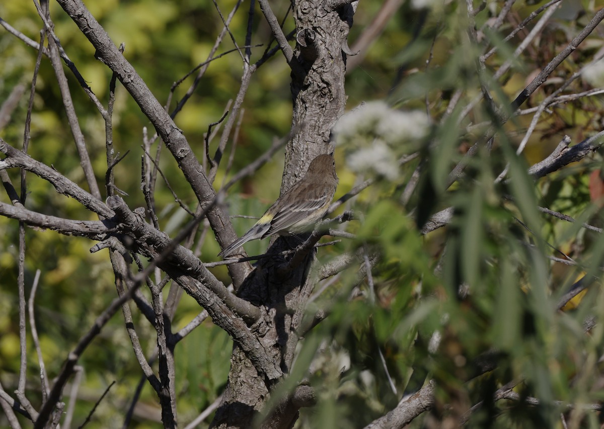 Yellow-rumped Warbler - ML642065069
