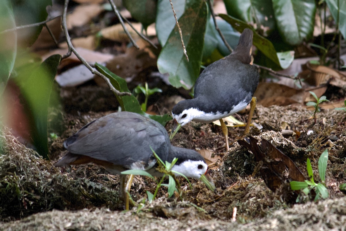 White-breasted Waterhen - ML642065070