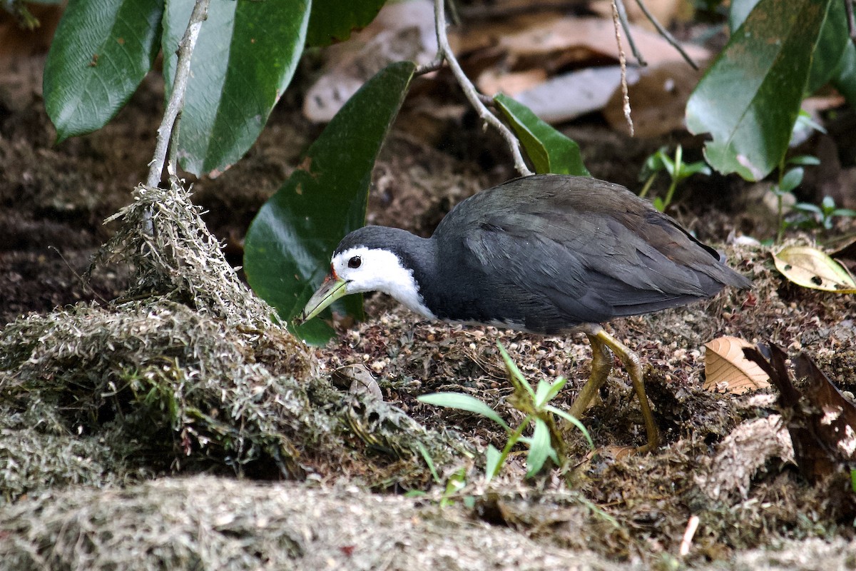 White-breasted Waterhen - ML642065071