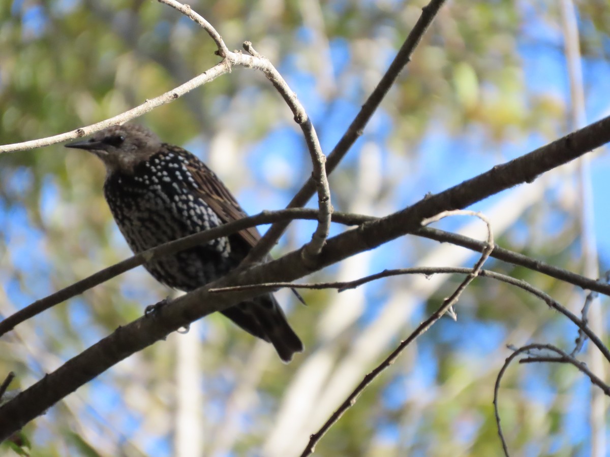 European Starling - ML642065072