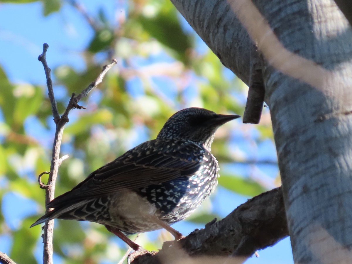 European Starling - ML642065073