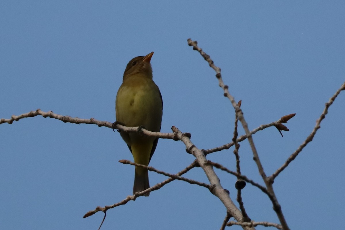 Western Tanager - ML642065079
