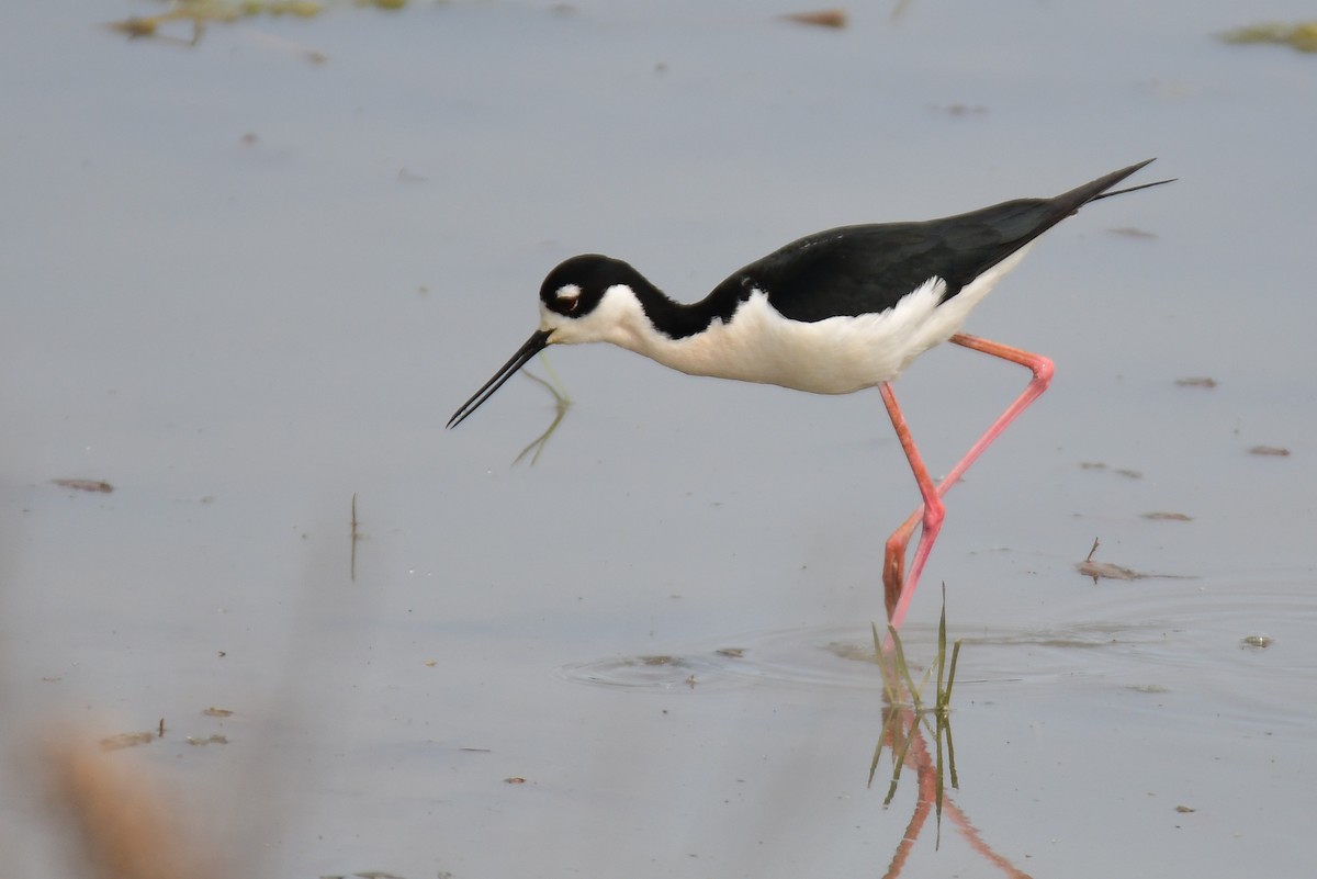 Black-necked Stilt - ML642065080