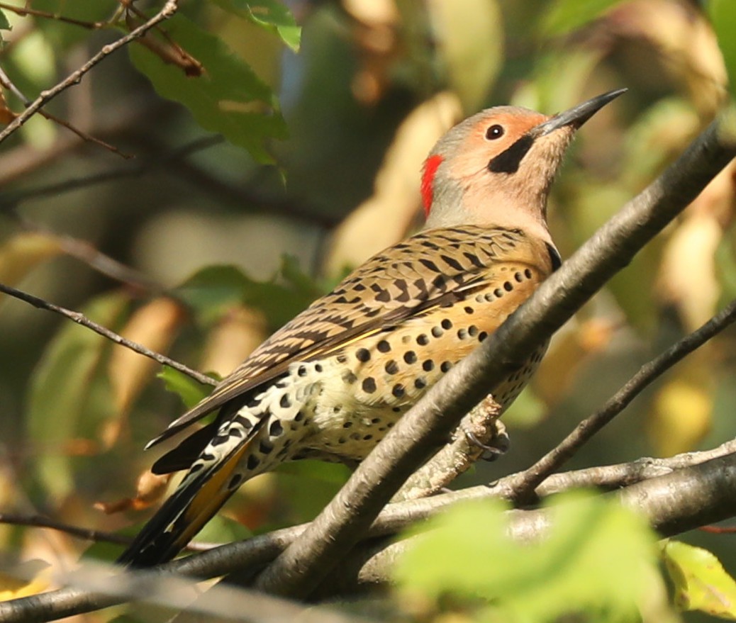 Northern Flicker - ML642065081