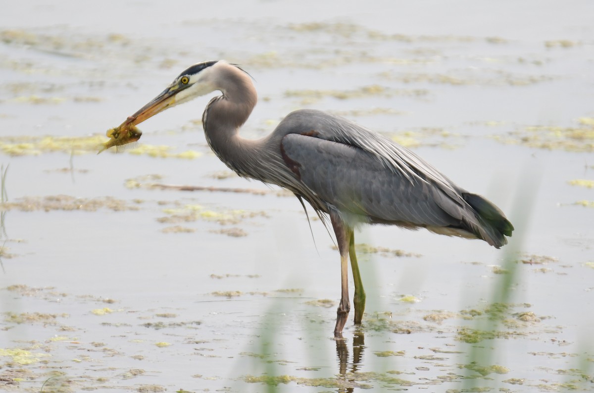 Great Blue Heron - ML642065097