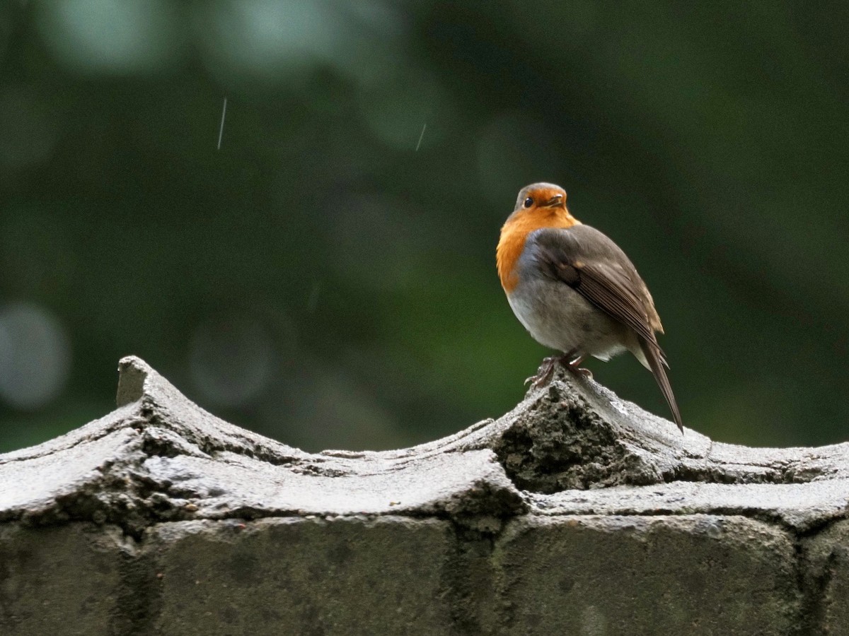 European Robin - ML642065113