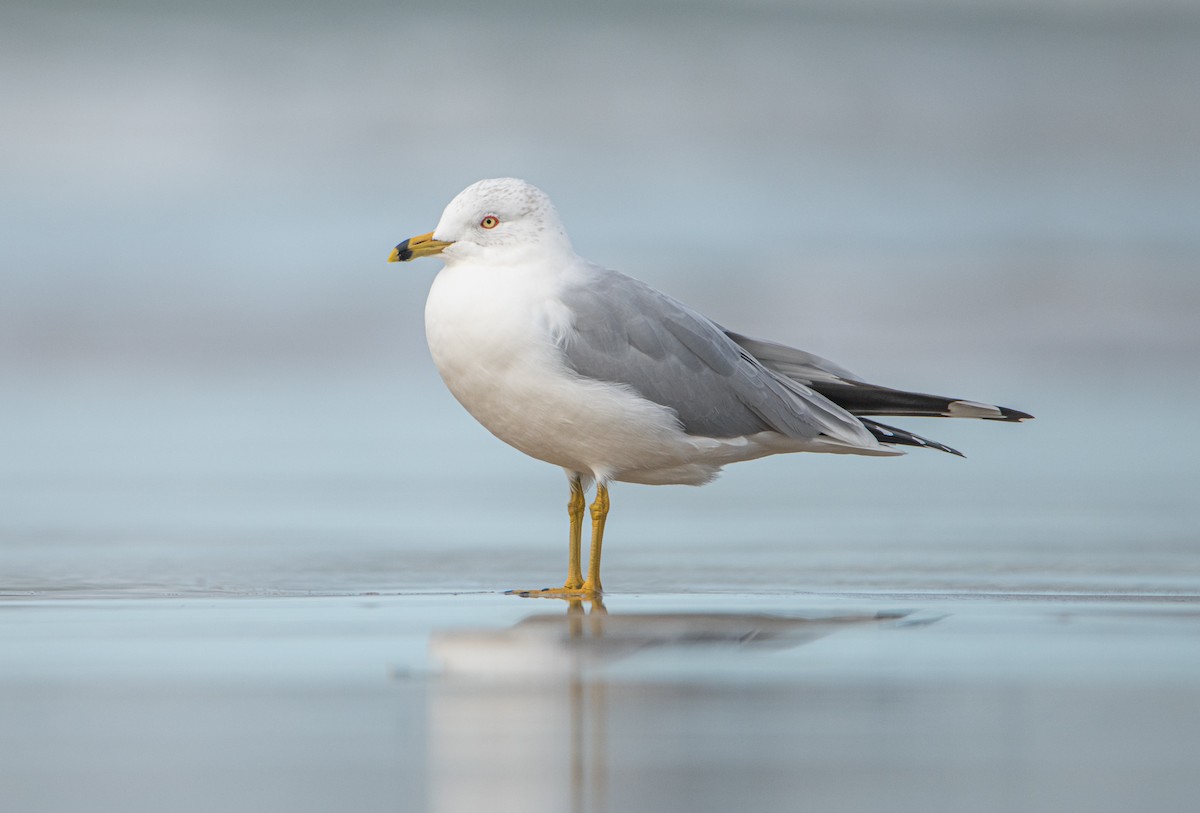 Ring-billed Gull - ML642065134