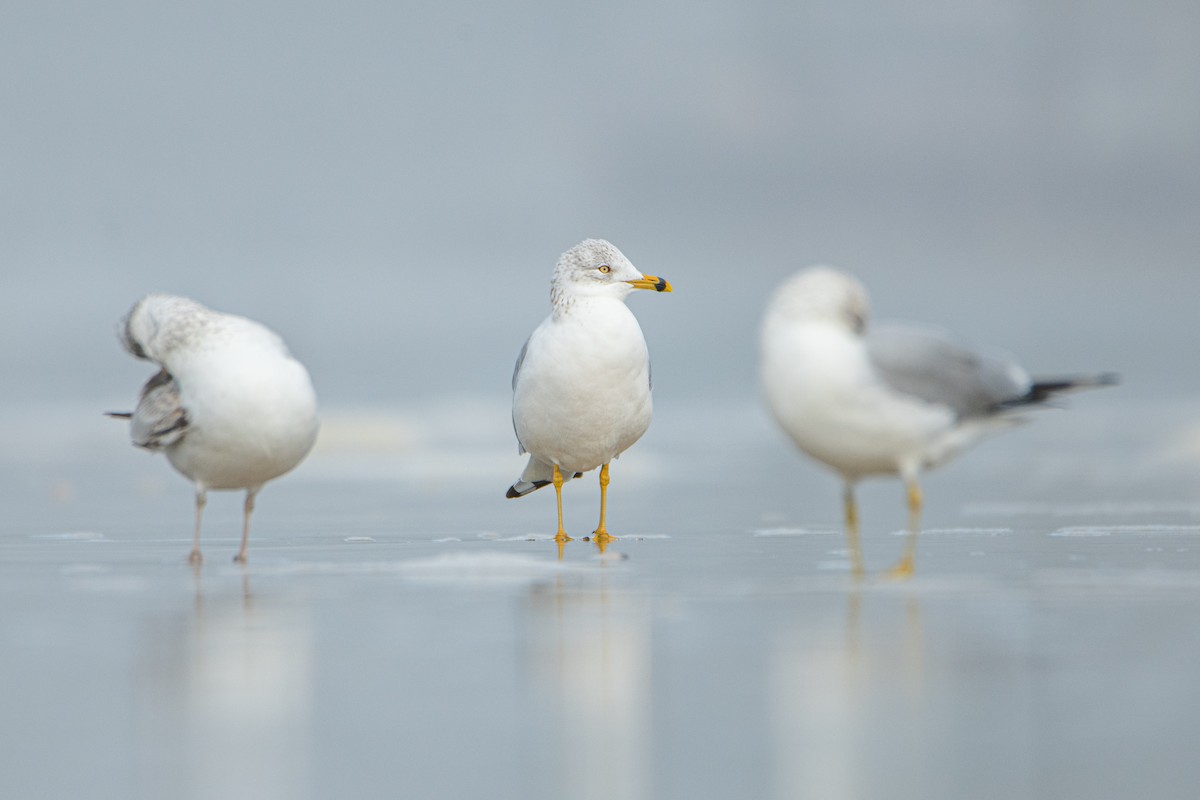 Ring-billed Gull - ML642065135