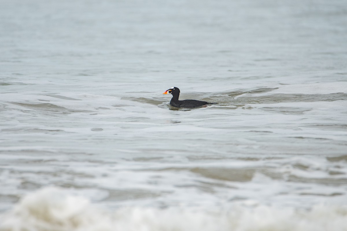 Surf Scoter - ML642065138