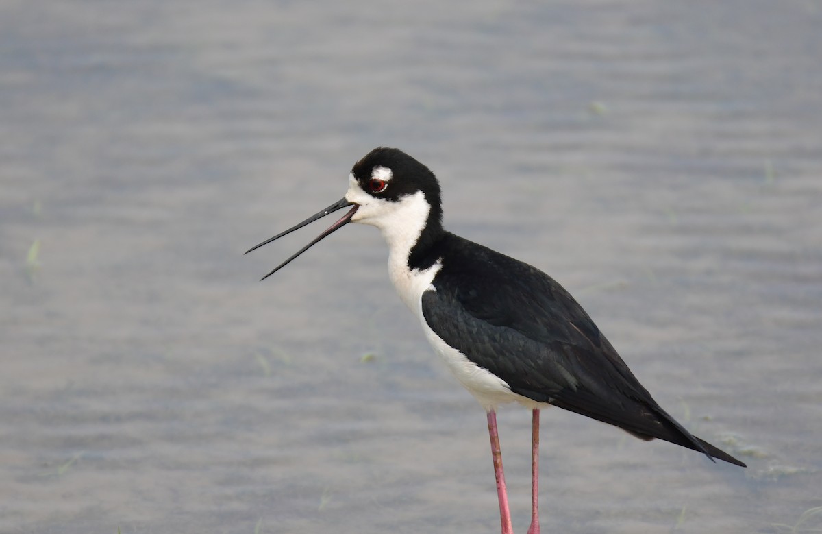 Black-necked Stilt - ML642065141