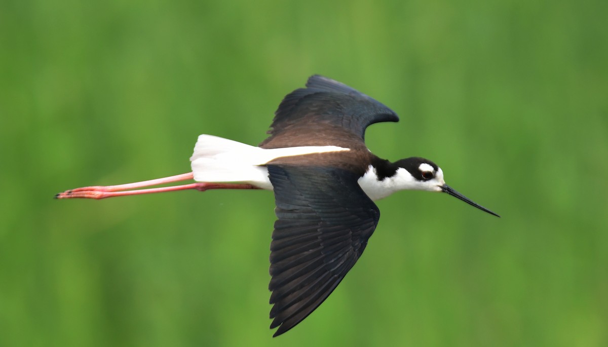 Black-necked Stilt - ML642065142