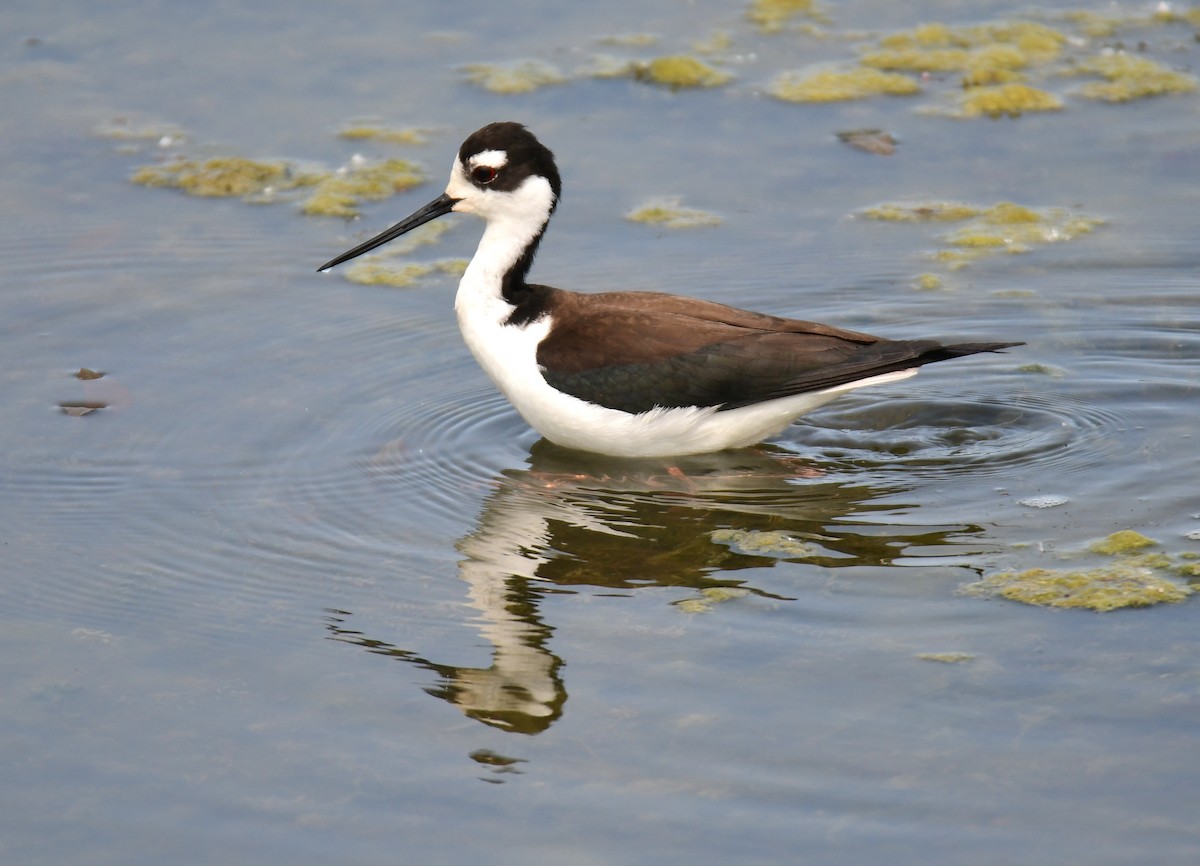 Black-necked Stilt - ML642065143