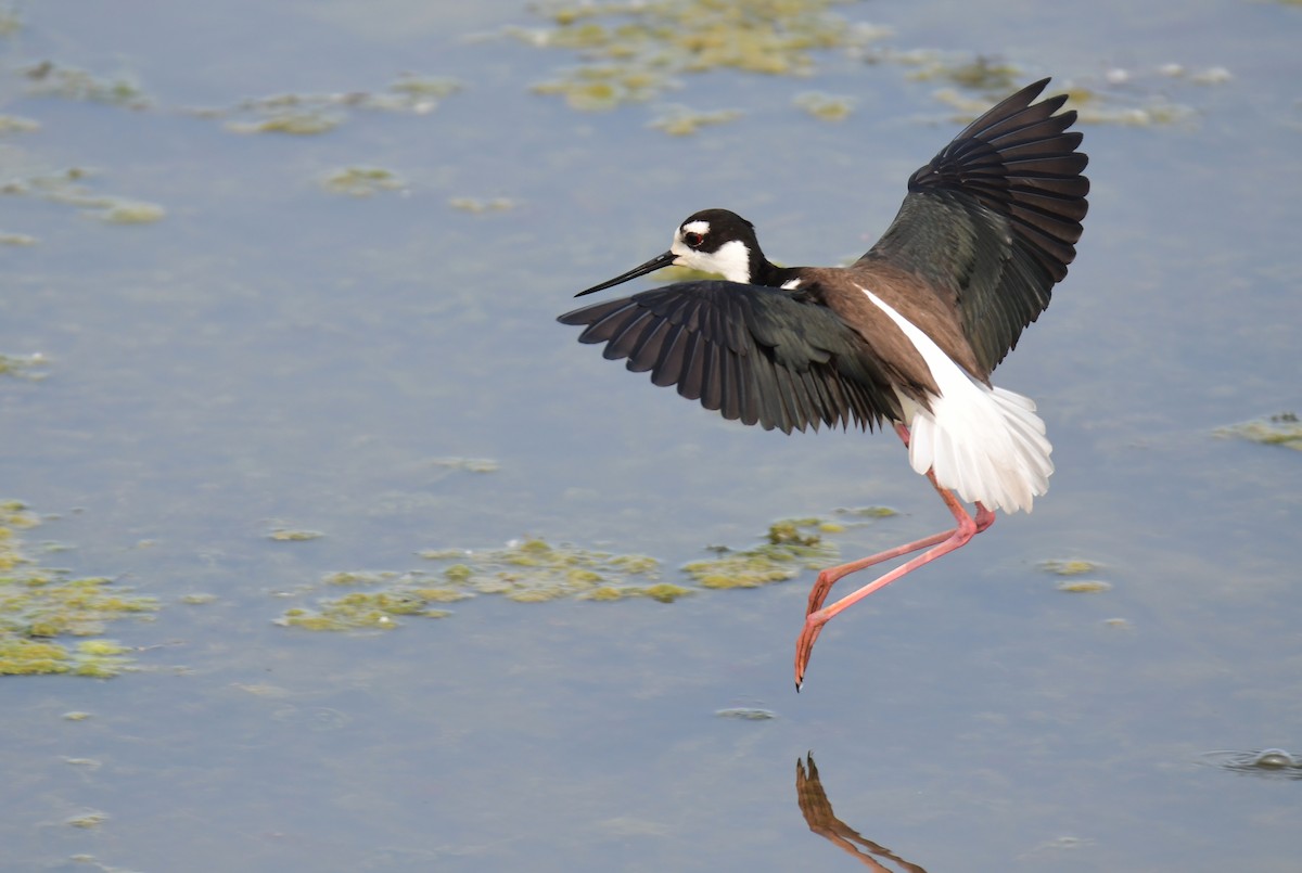 Black-necked Stilt - ML642065144
