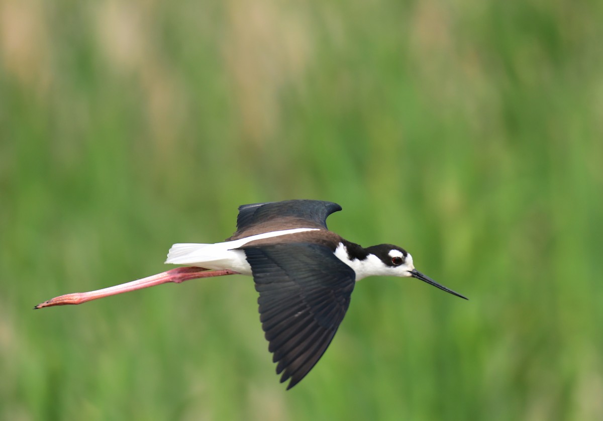 Black-necked Stilt - ML642065145