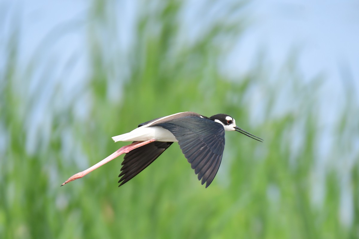 Black-necked Stilt - ML642065146