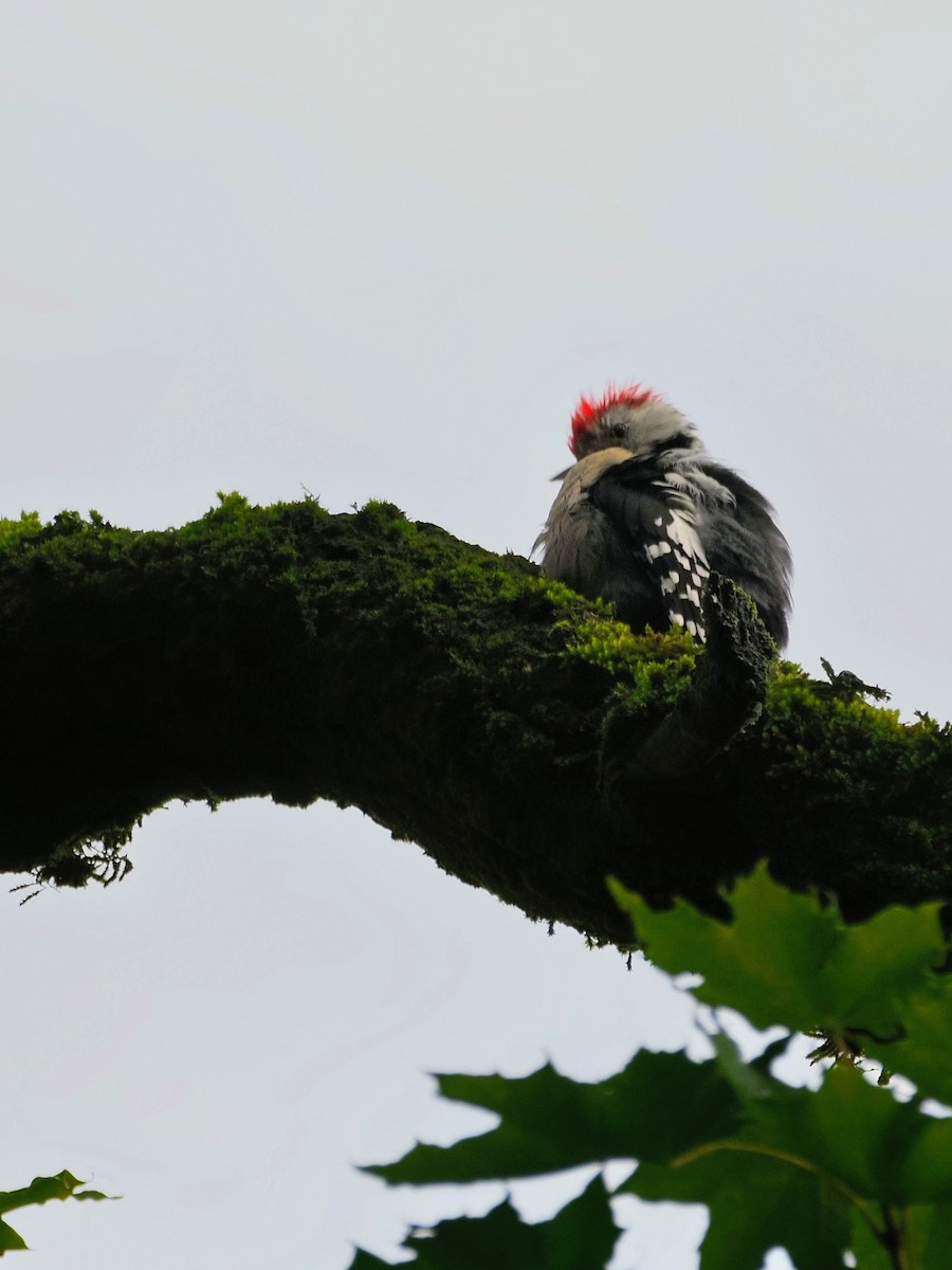 Middle Spotted Woodpecker - ML642065148