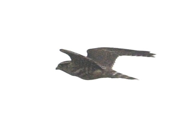 Merlin - ML642065172