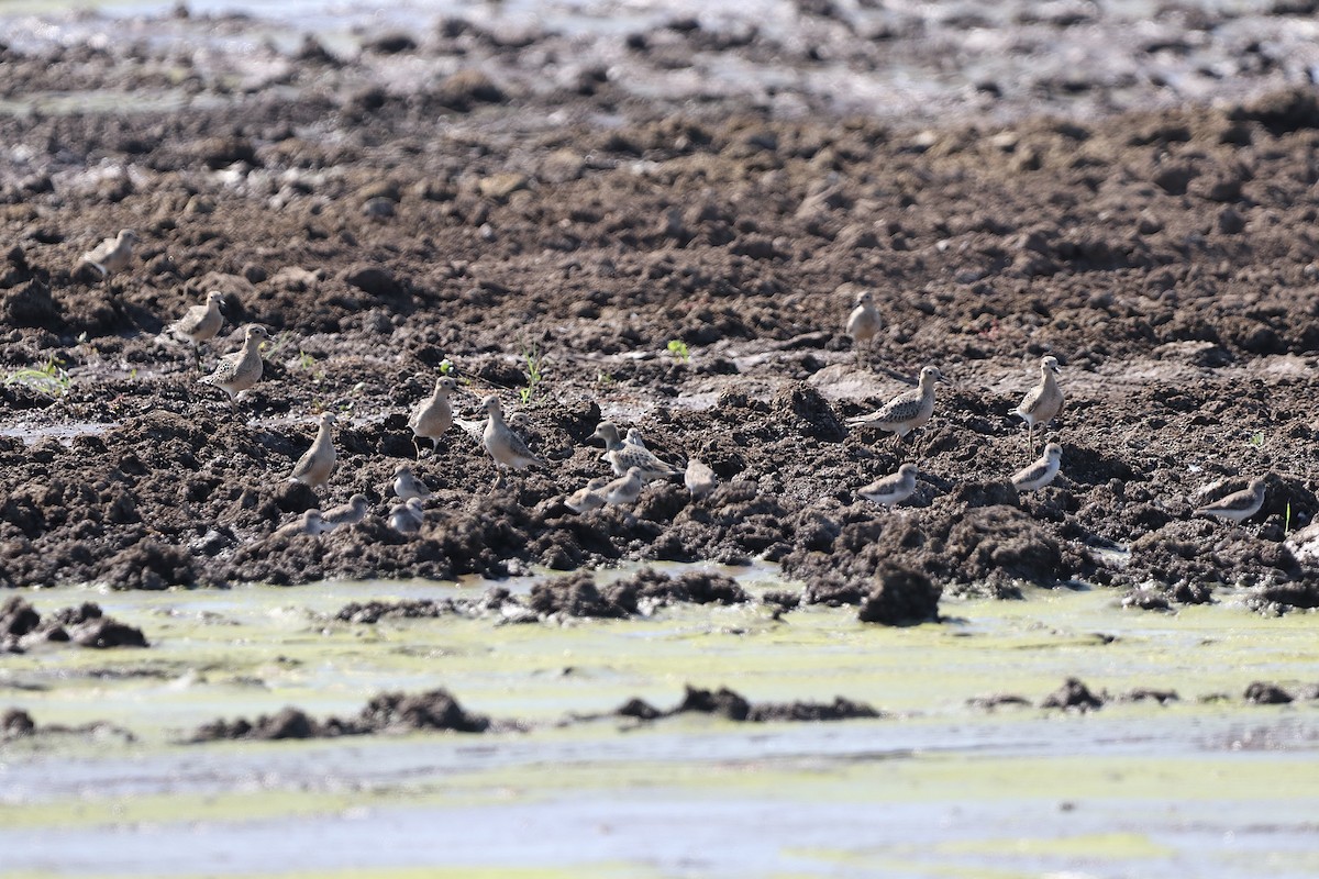 Buff-breasted Sandpiper - ML642065174