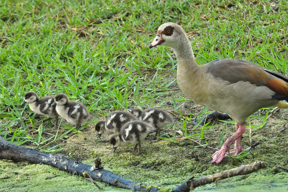 Egyptian Goose - ML642065183