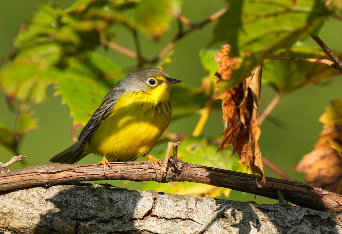 Canada Warbler - ML642065195