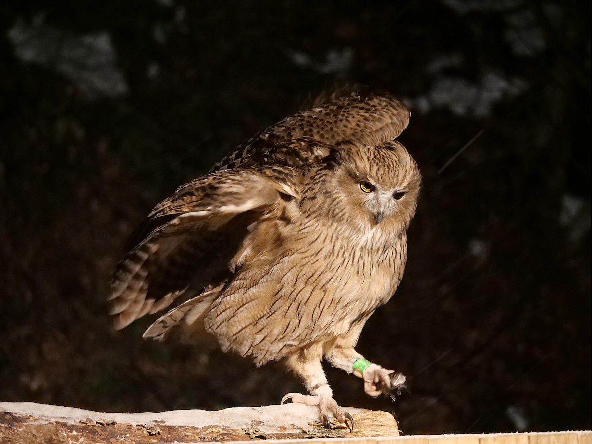 Blakiston's Fish-Owl - ML642065196
