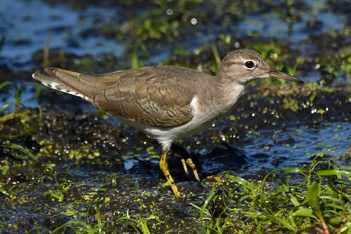 Spotted Sandpiper - ML642065198