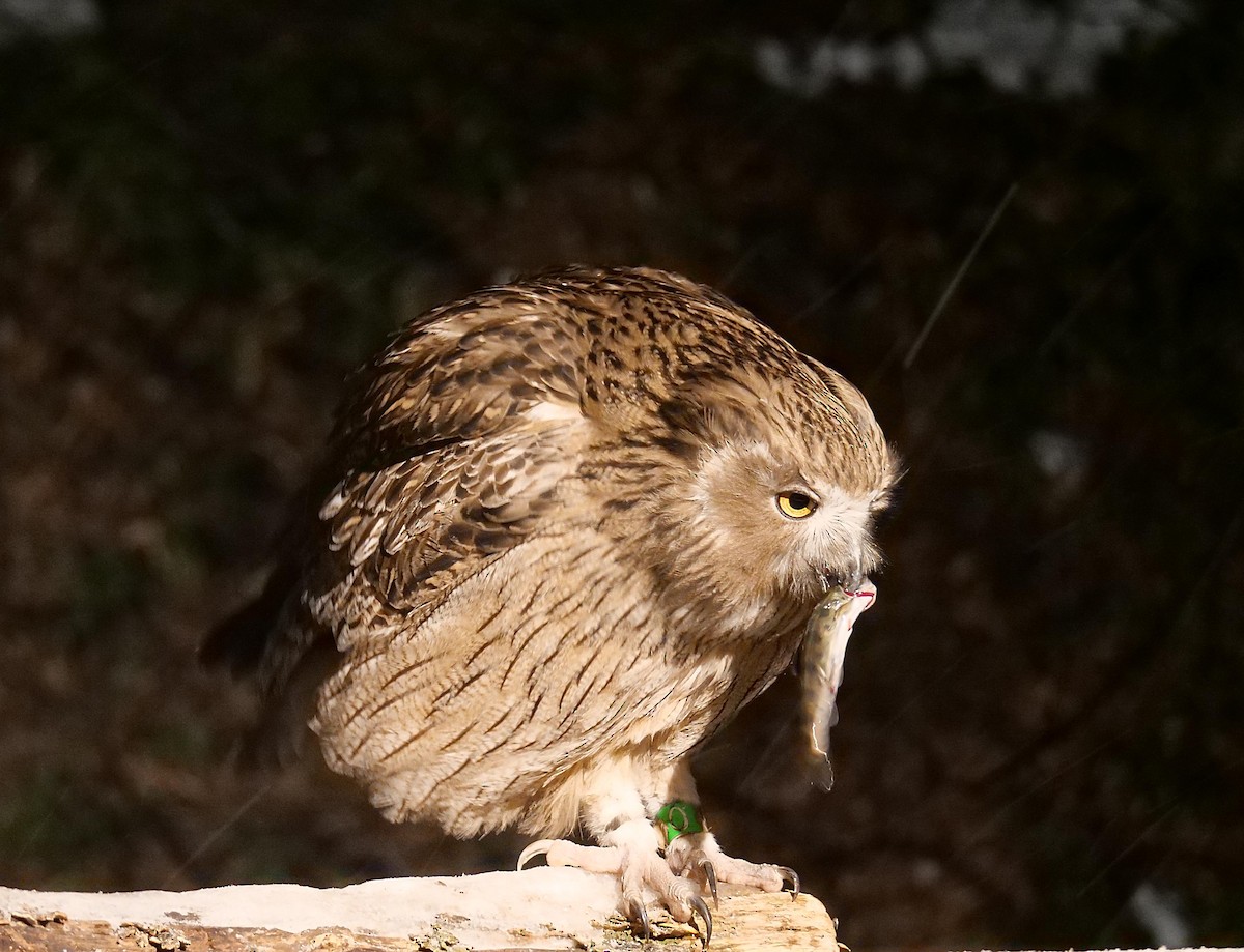 Blakiston's Fish-Owl - ML642065205